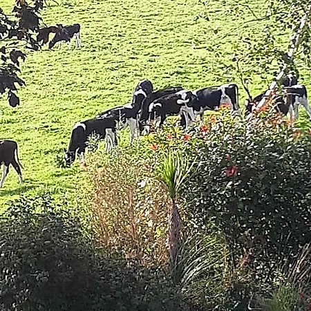 Annaswood & Tours Bed & Breakfast Cahir