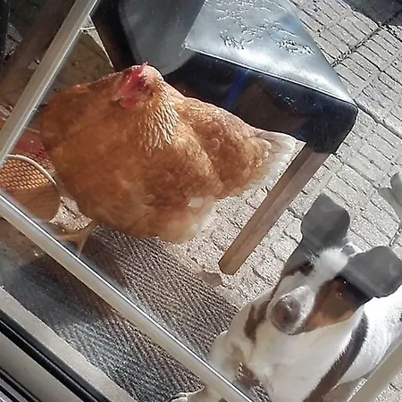 Annaswood Alojamento de Acomodação e Pequeno-almoço 4*