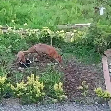 Alojamento de Acomodação e Pequeno-almoço Annaswood 4*