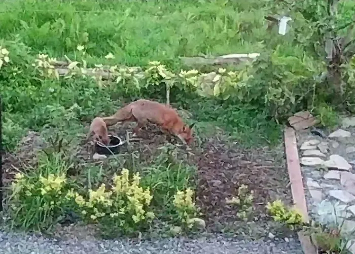 Bed & Breakfast Annaswood 4*